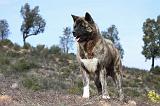 AKITA AMERICAIN 252